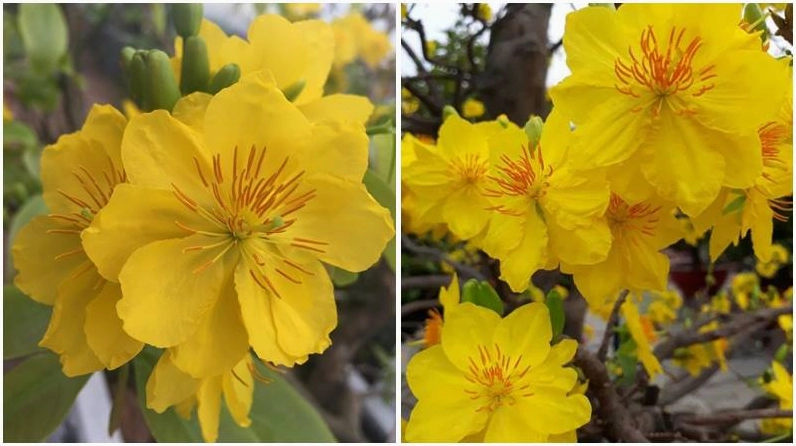 Hoa mai 12 cánh rực rỡ biểu tượng của sự sung túc