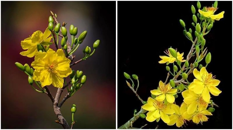 Hoa mai 5 cánh biểu tượng của mùa xuân phương Nam