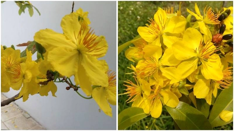 Hoa mai 9 cánh khoe sắc đón lộc xuân về