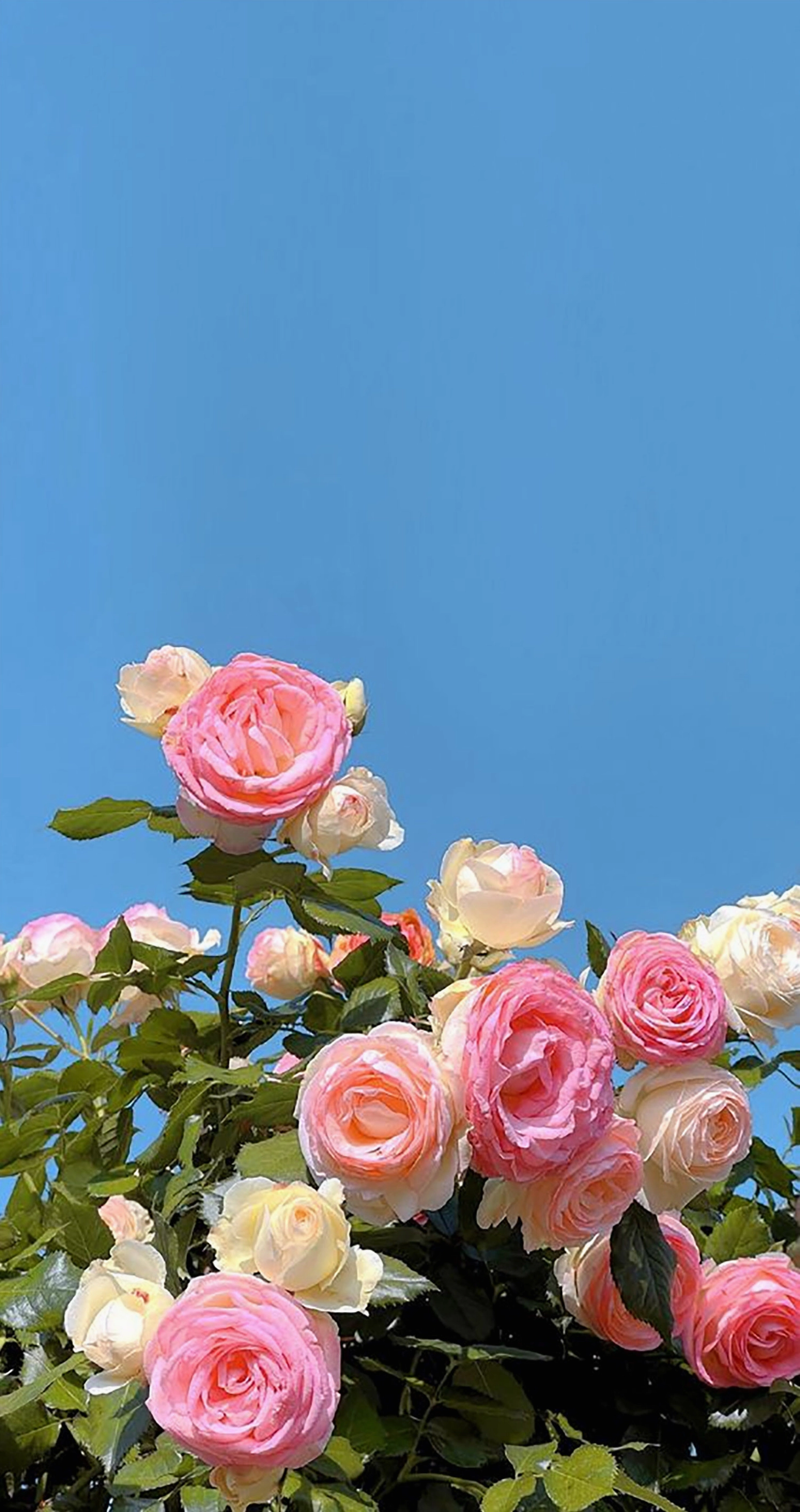 Hoa mẫu đơn đỏ lung linh