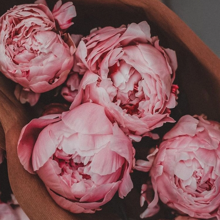 Hoa mẫu đơn là hoa gì