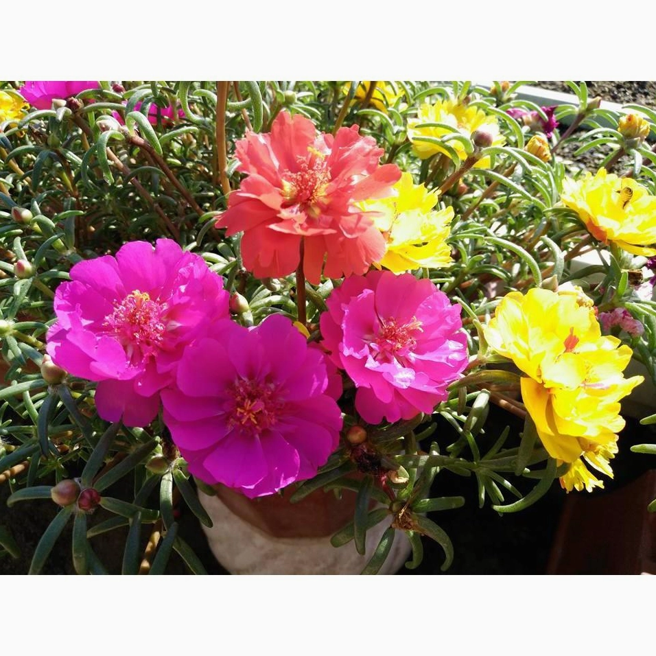 Hoa mười giờ chồng trong chậu