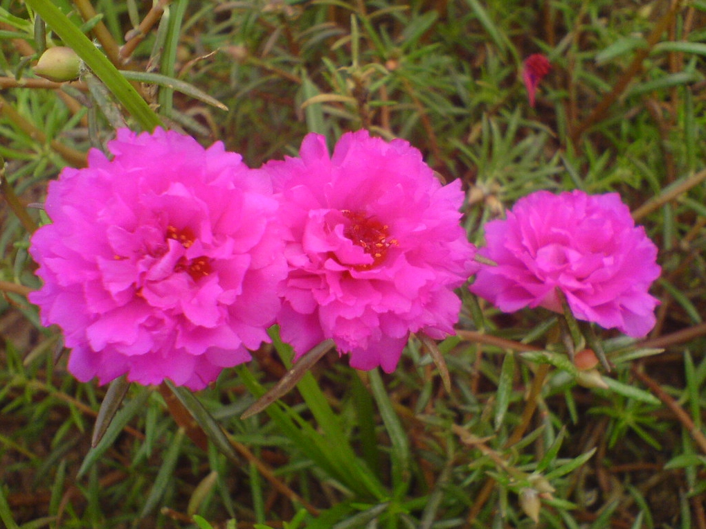 Hoa mười giờ cực kỳ đẹp