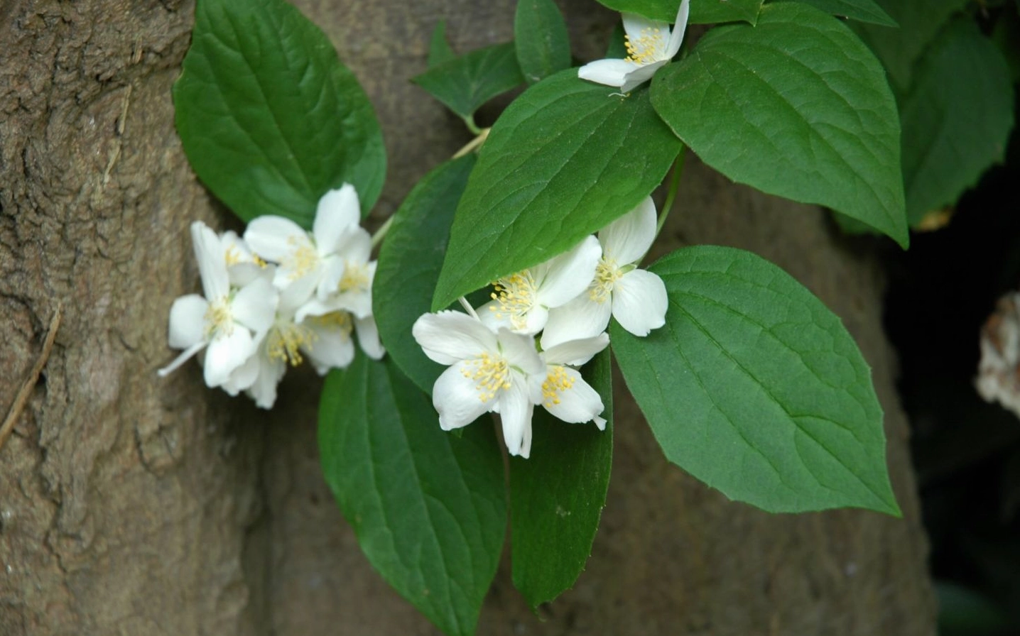 Hoa nhài trắng bung nở rạng rỡ giữa những tán lá xanh