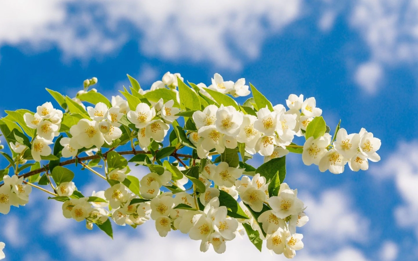 Hoa nhài vàng óng ả tắm mình dưới nắng trời