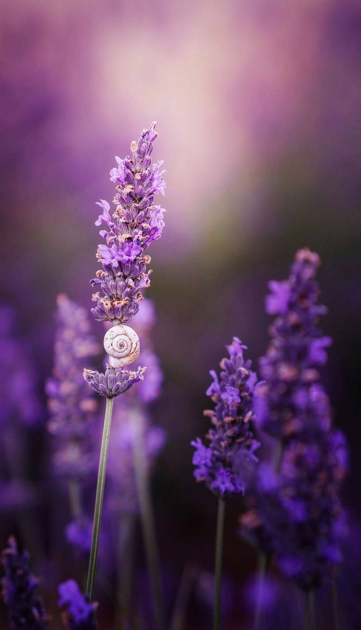 Hoa oải hương tuyệt đẹp và quyến rũ màu tím huyền bí