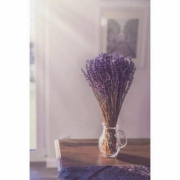 Hoa oải hương tuyệt đẹp với sự thanh nhã