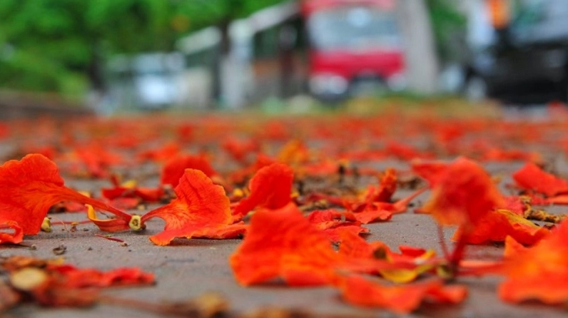 Hoa phượng rơi đầy trên lối nhỏ