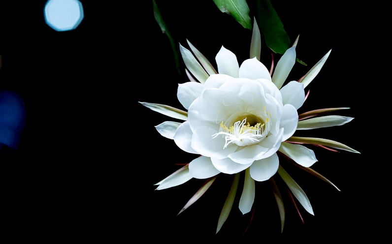 Hoa quỳnh trắng đẹp dịu dàng