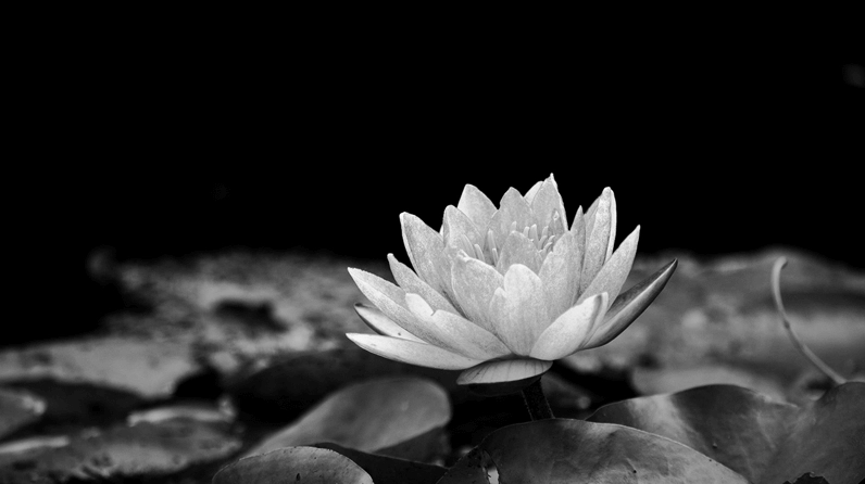 Hoa rơi nhẹ nhàng trong không gian tối