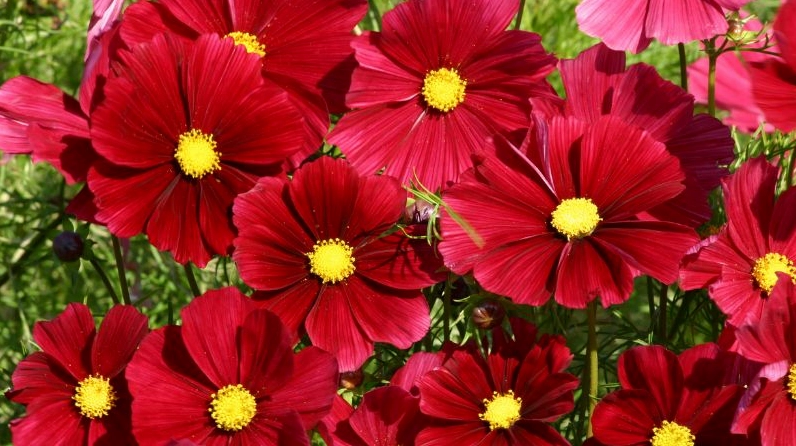 Hoa sao nhái với sắc đỏ rực rỡ làm nổi bật toàn bộ khung hình