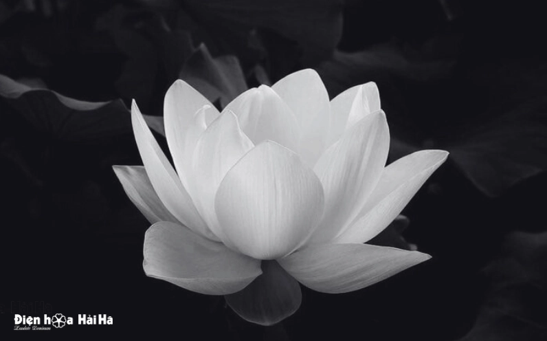 Hoa sen ảnh đen buồn đám tang