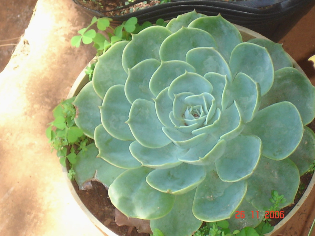 Hoa sen đá biểu tượng thanh tịnh