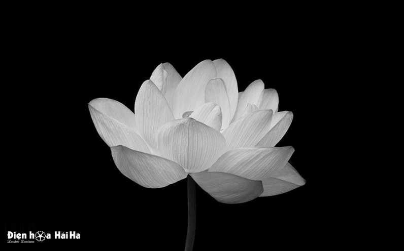 Hoa sen trắng đám tang hình ảnh chia buồn tang lễ