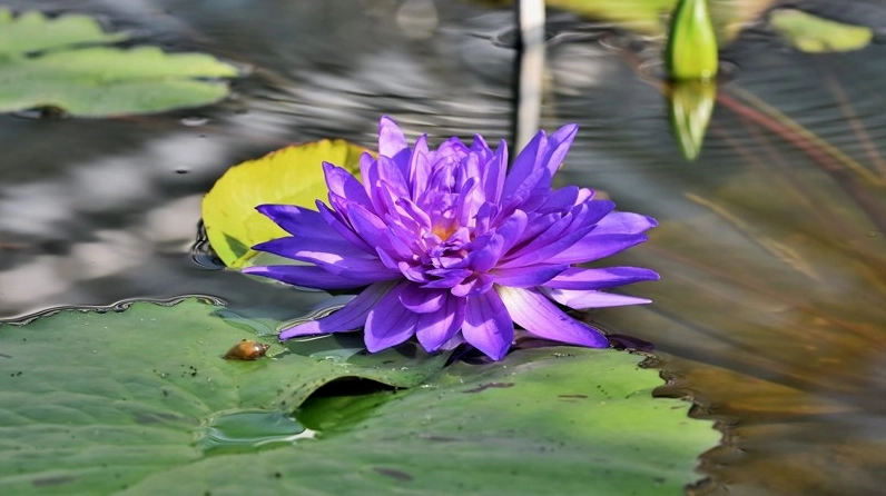 Hoa súng tím biểu tượng của sự thủy chung bất diệt trong tình yêu