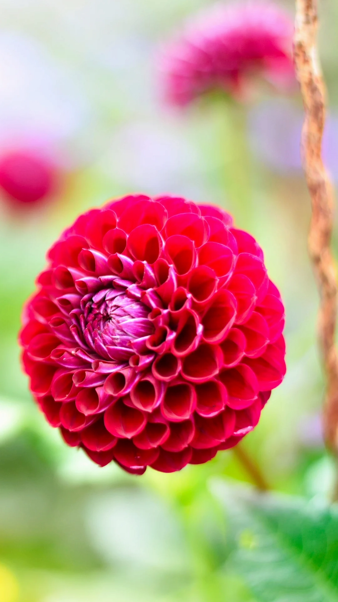 Hoa thược dược khoe sắc thắm làm bừng sáng không gian