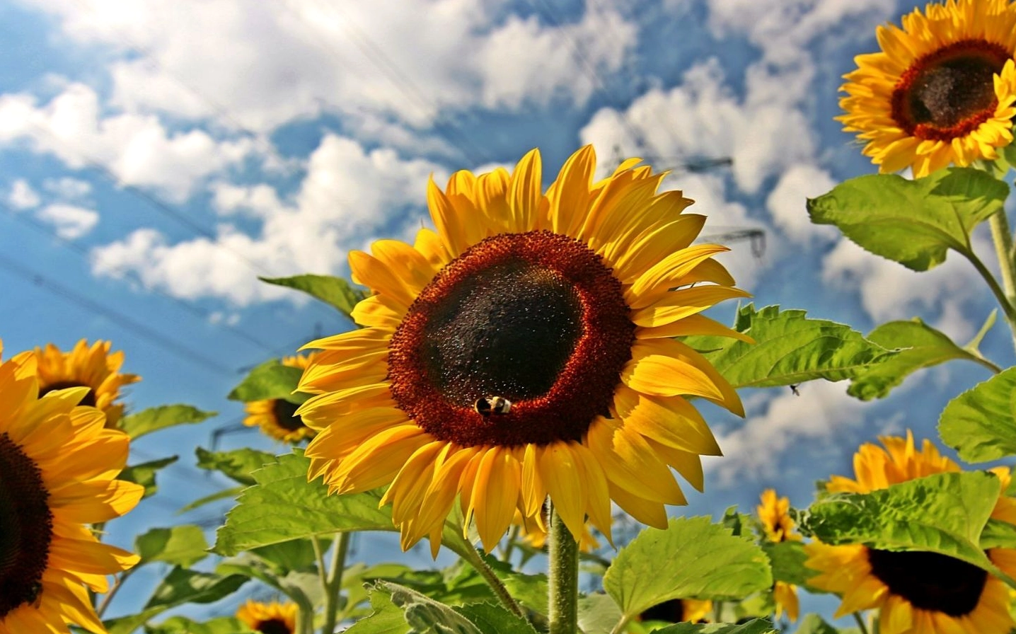 Hoa vươn lên đón nắng hè