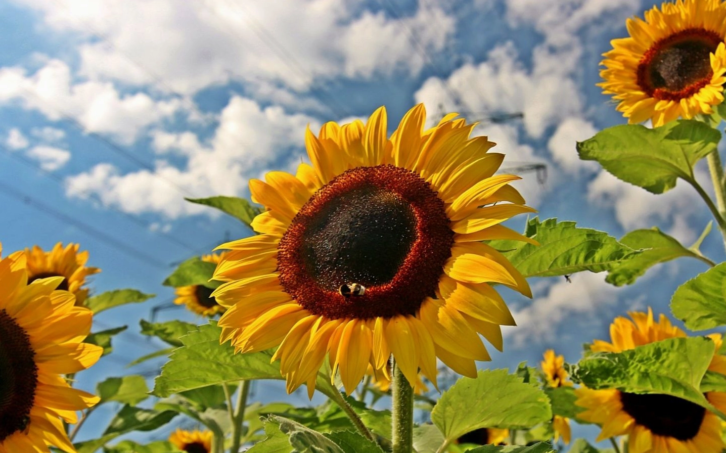 Hoa vươn lên đón nắng hè