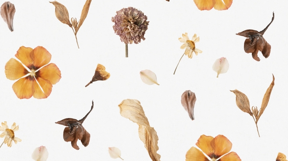 Hoài niệm với những tấm ảnh background hoa khô vintage xưa