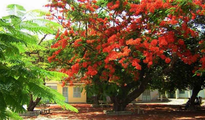 Khám phá vẻ đẹp hình nền ảnh hoa phượng vĩ