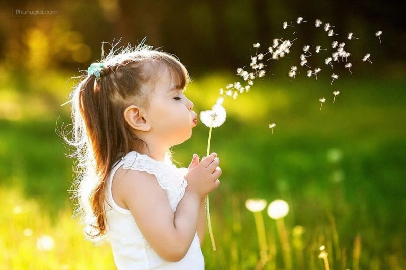 Khám phá ý nghĩa sâu sắc của hoa bồ công anh trong tình yêu và cuộc sống