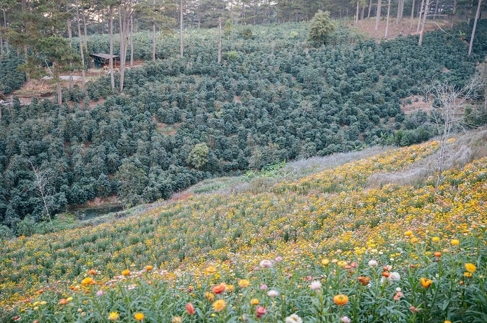 Khung cảnh đồi hoa bất tử tại Đà Lạt