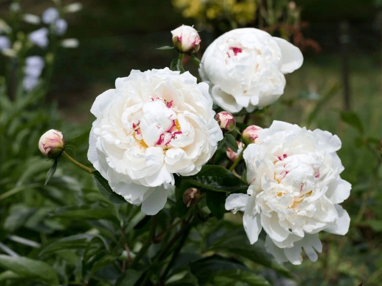 Khung cảnh hoa mẫu đơn thơ mộng