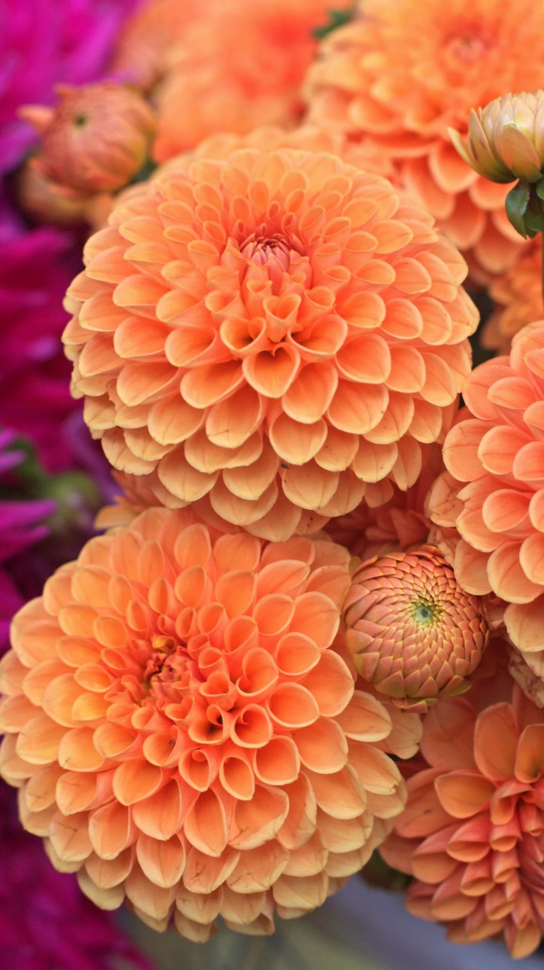 Khung cảnh hoa thược dược rực rỡ tỏa sáng trong nắng