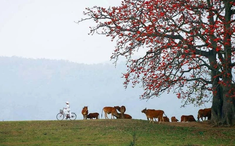 Khung cảnh núi rừng kết hợp cùng vẻ đẹp của hoa gạo