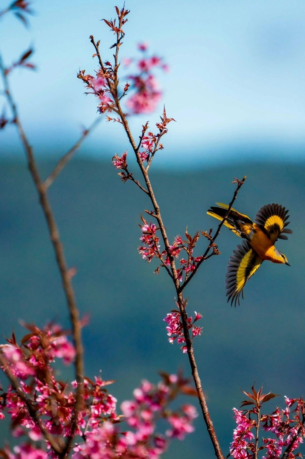 Khung cảnh thanh bình với hoa đào rực rỡ