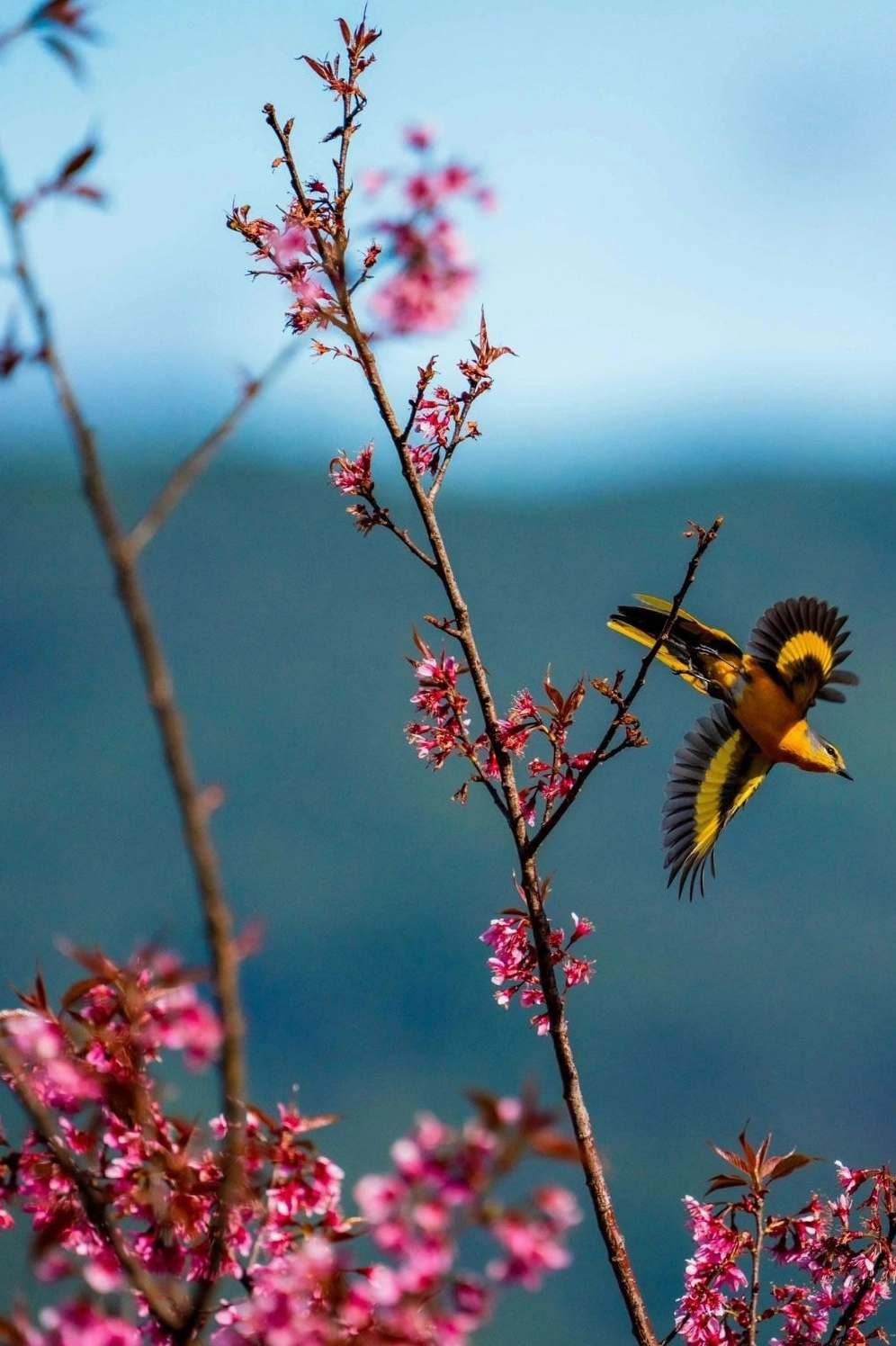 Khung cảnh thanh bình với hoa đào rực rỡ