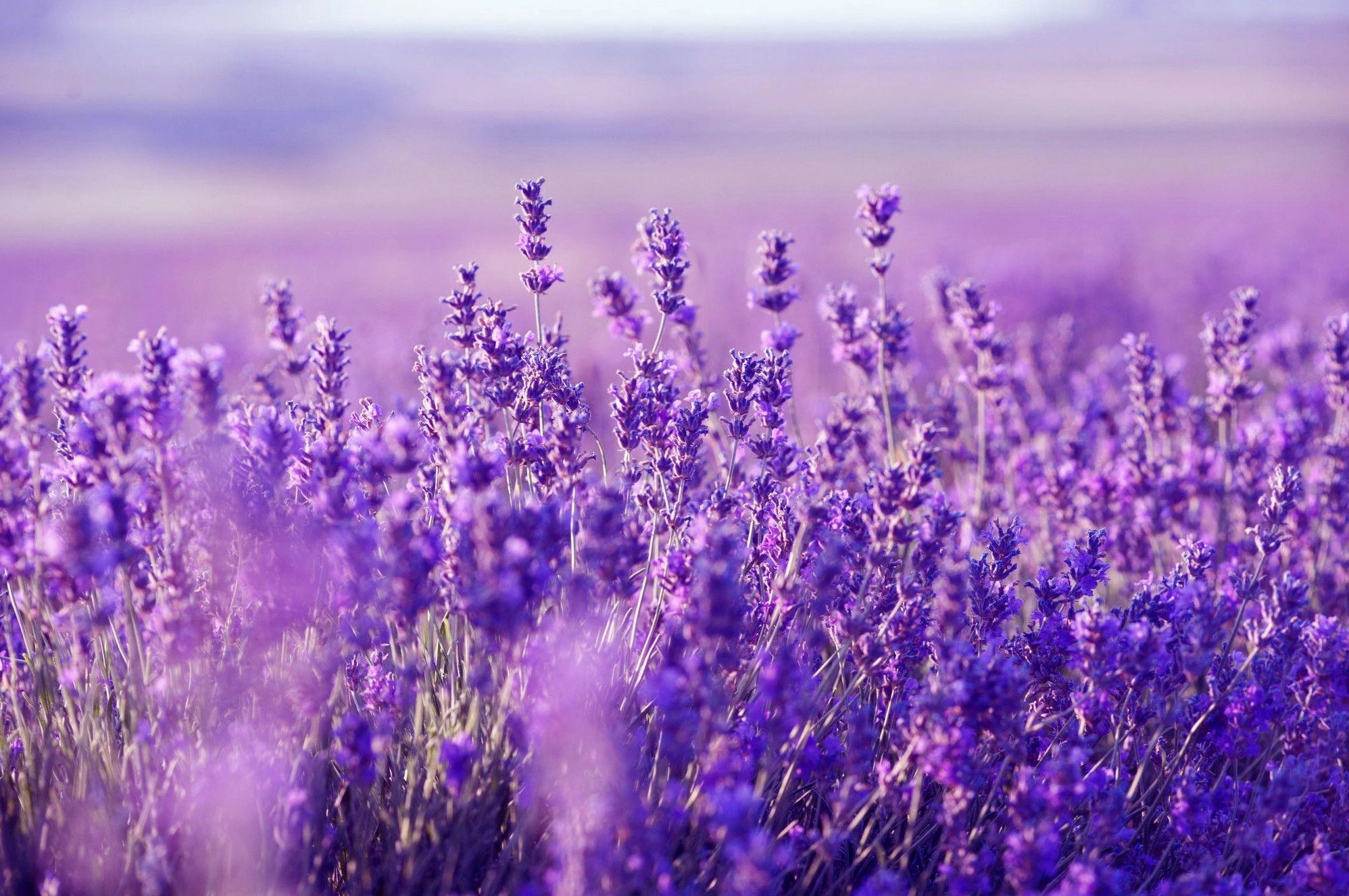 Lavender Desktop Wallpapers yên bình thư giãn cho máy tính