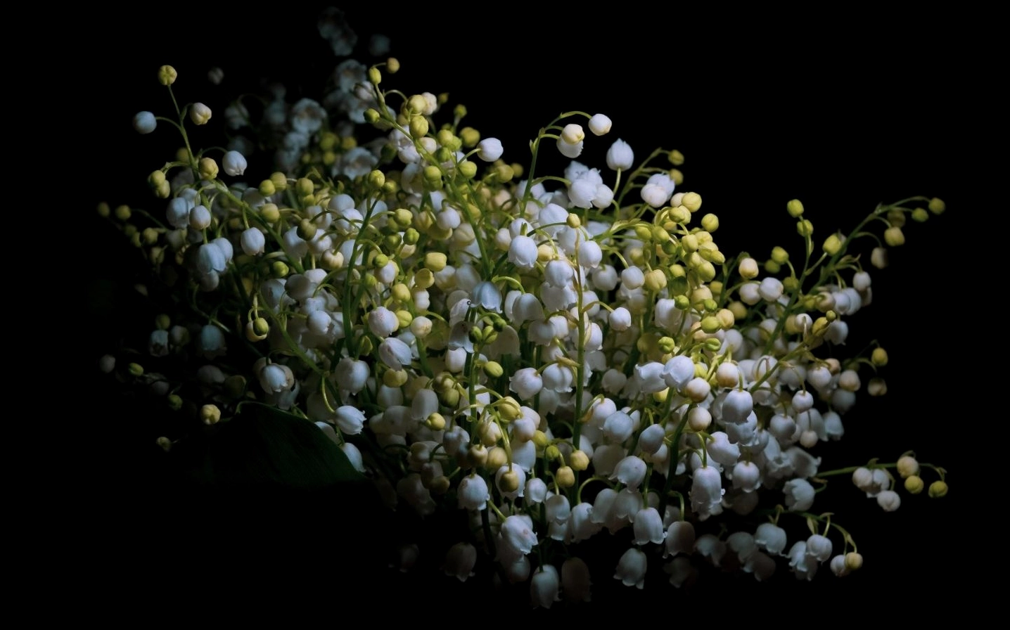 Linh lan nở rộ khoe sắc trên nền đen huyền bí