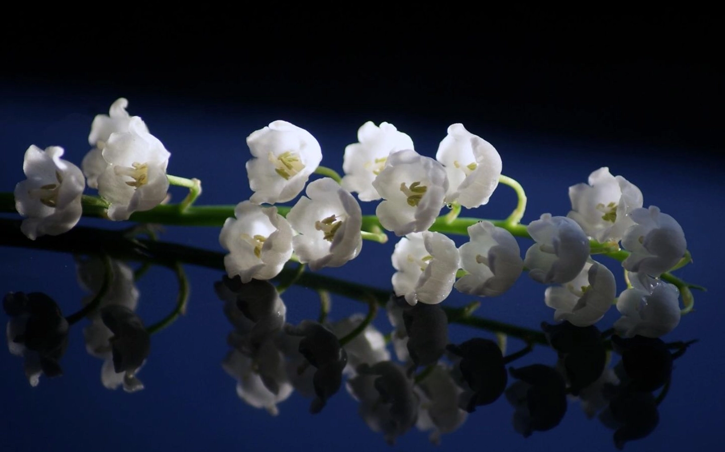 Linh lan trắng trên mặt gương