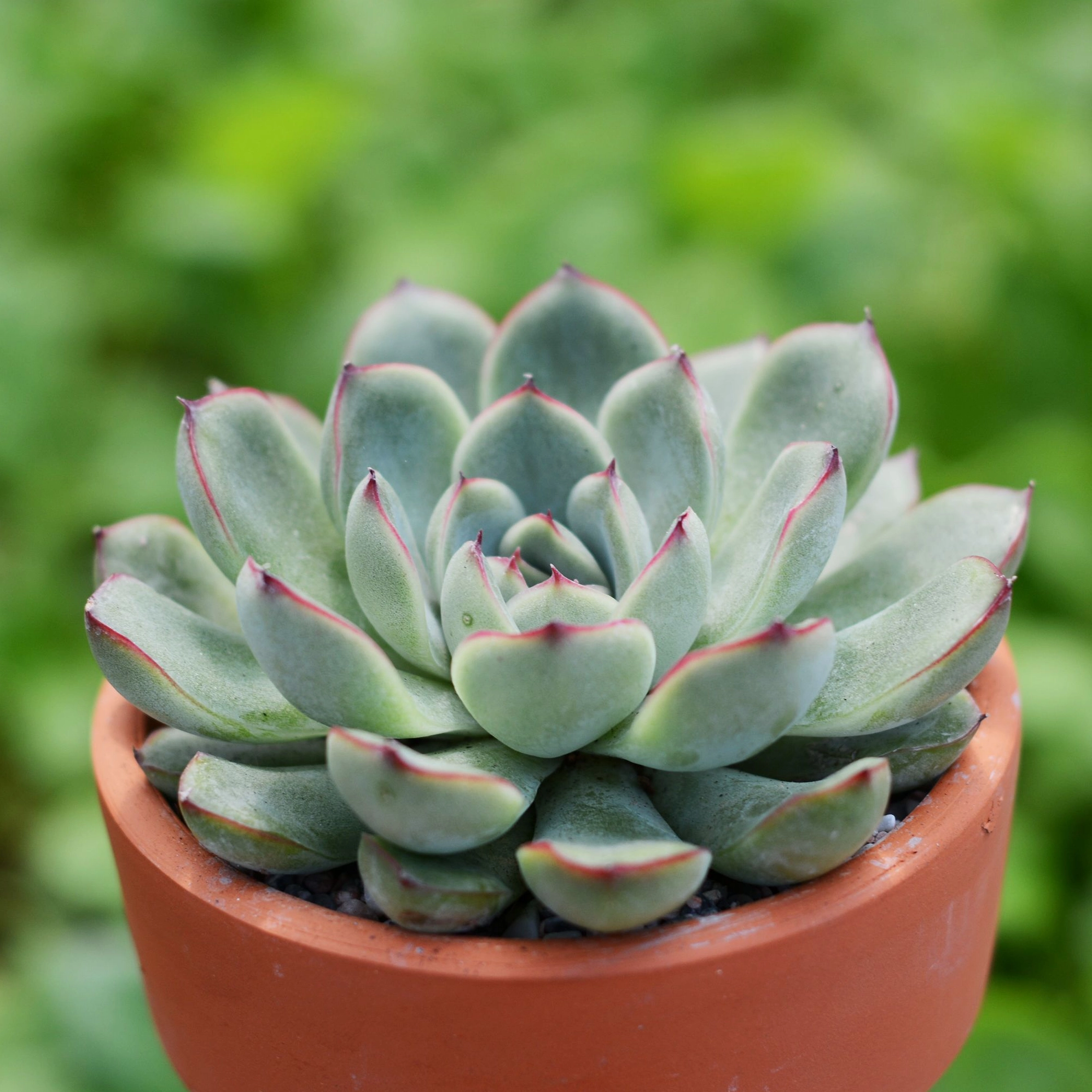 Loài sen đá Echeveria tuyệt đẹp