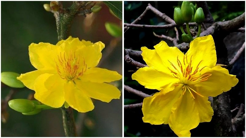 Mai 12 cánh món quà thiên nhiên cho ngày Tết trọn vẹn