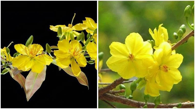 Mai 5 cánh nở đều báo hiệu năm mới an lành