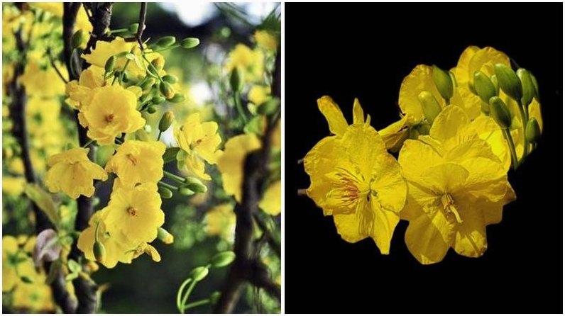 Mai nhiều tầng cánh gợi sự đầy đủ và trọn vẹn