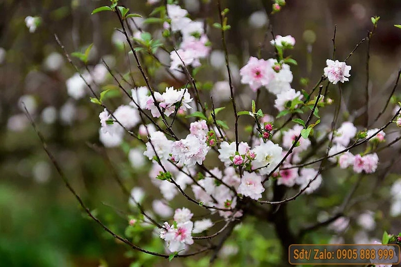 Mai vàng đẹp nhất Việt Nam khoe sắc dưới bầu trời trong xanh