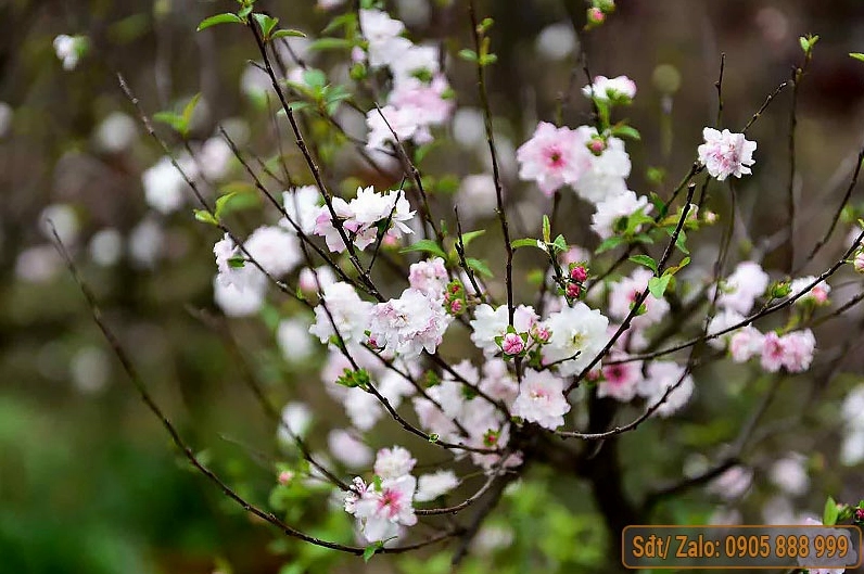 Mai vàng đẹp nhất Việt Nam khoe sắc dưới nắng