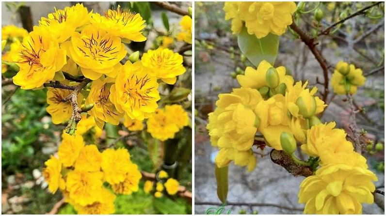 Mai vàng nhiều tầng cánh nét đẹp kiêu sa ngày Tết