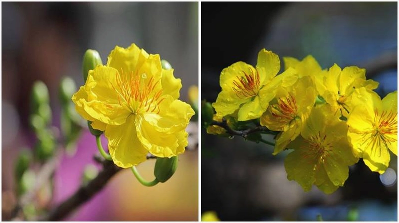 Mai vàng từ 5 đến 9 cánh tô điểm không gian ngày Tết