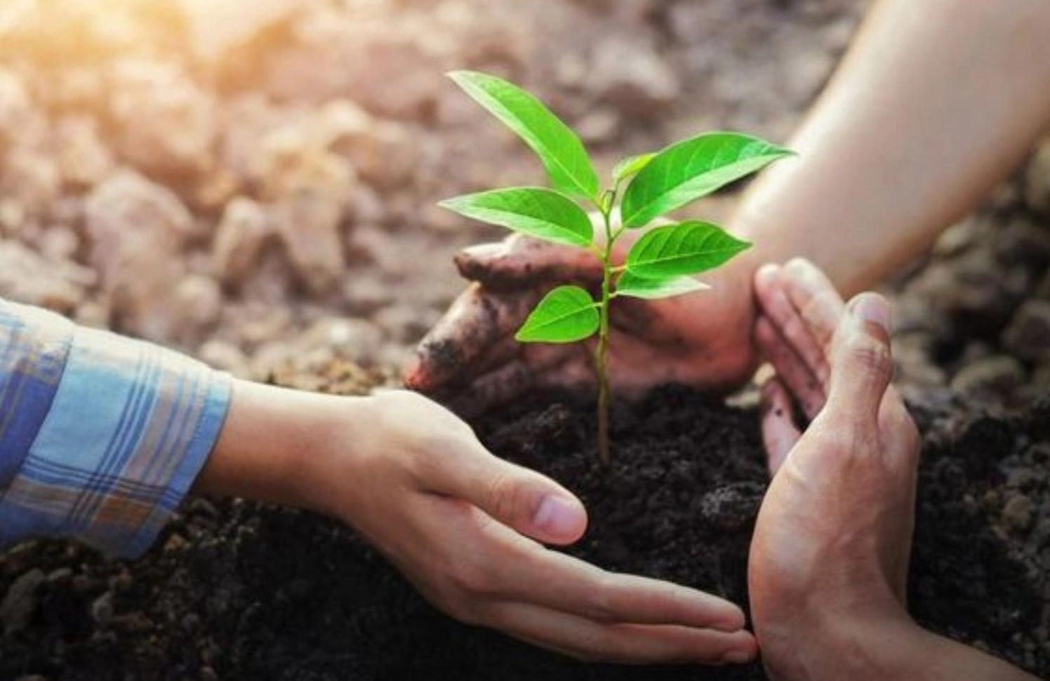 Mầm cây nhỏ bé được nâng niu bởi những bàn tay vun trồng