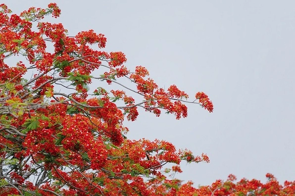 Mẫu background hoa phượng đỏ vector sáng tạo