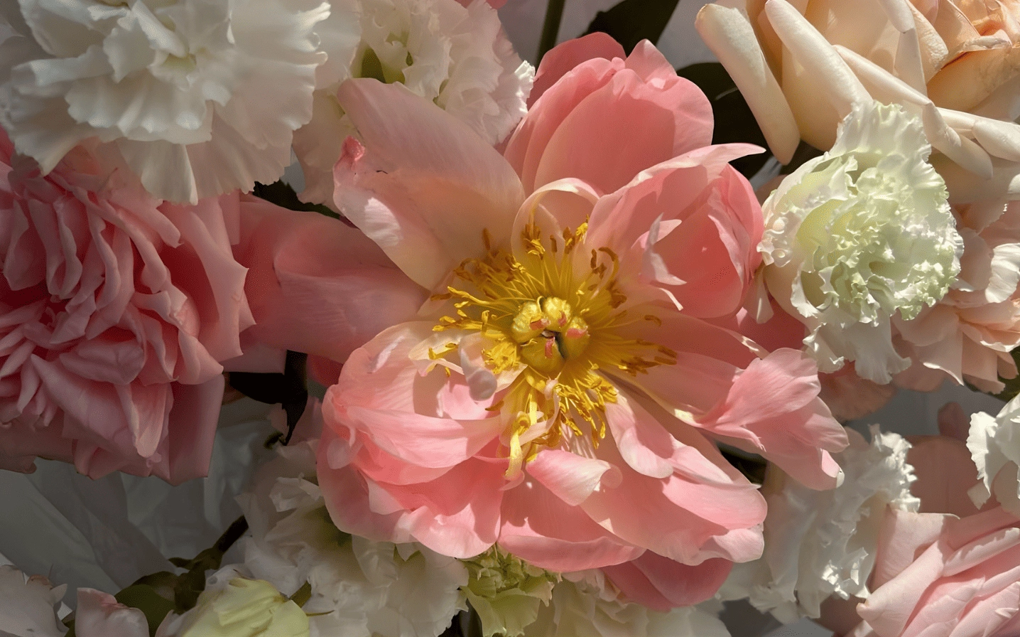 Mẫu đơn hồng dịu dàng