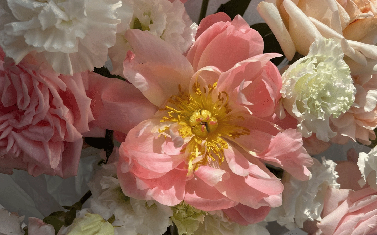 Mẫu đơn hồng dịu dàng