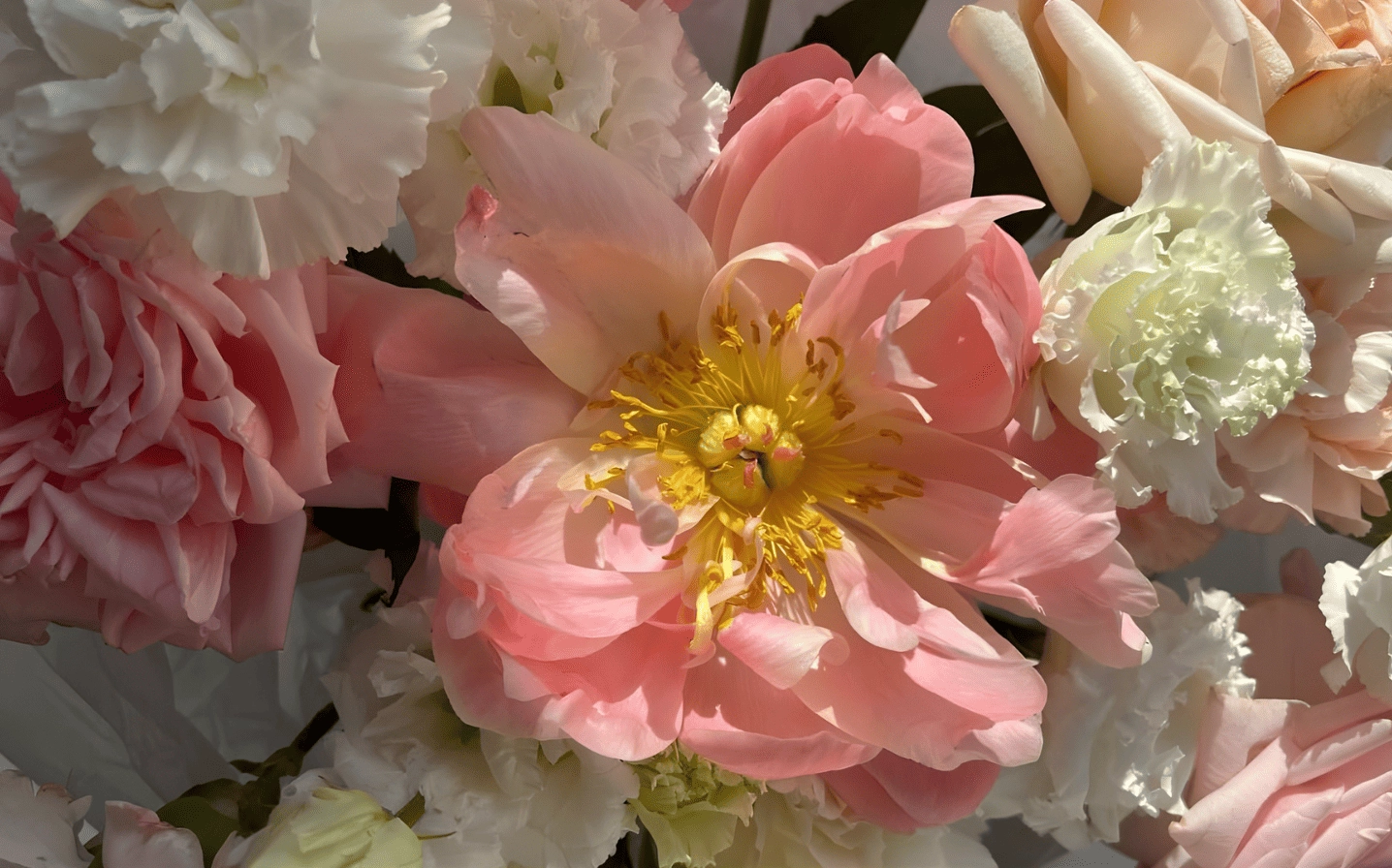 Mẫu đơn hồng dịu dàng đằm thắm