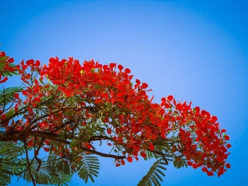 Mẫu hình nền ảnh hoa phượng đẹp mắt sắc nét