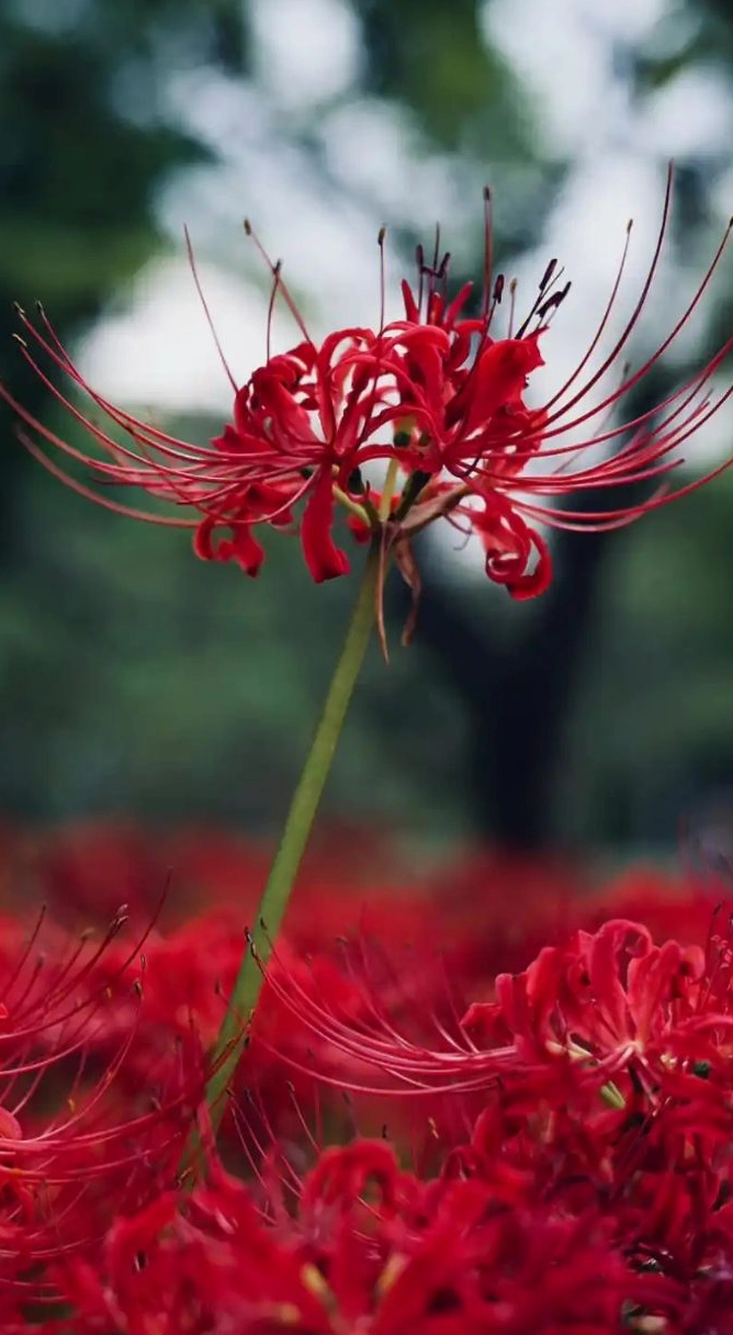 Mẫu hình nền hoa bỉ ngạn 8K góc nhìn mới lạ