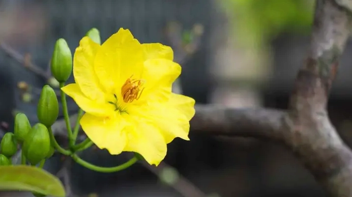 Mẫu hình nền hoa mai Tết 4k trang trí máy tính đón xuân